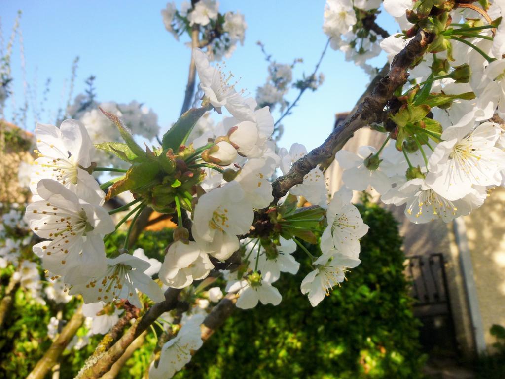 Saint-Jean  Chambre D'Hotes "Mirabel" Bed & Breakfast 部屋 写真